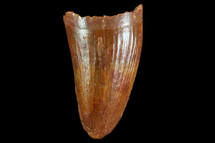 Cretaceous Fossil Crocodile Tooth - Morocco #72766